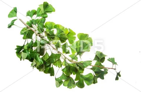 Ginkgo leaves Stock Photos