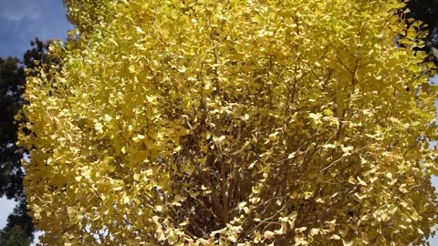 Ginkgo leaves swaying in the wind Stock Footage 306926376
