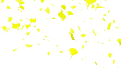 Ginkgo loop animation Video stock 139598579