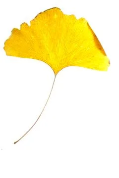 Ginkgo 스톡 사진