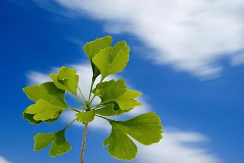 Ginkgo Foto stock