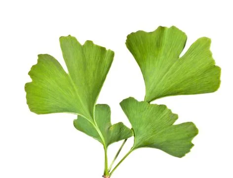 Ginkgo Stock Photos