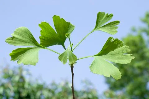 Ginkgo Stock Photos
