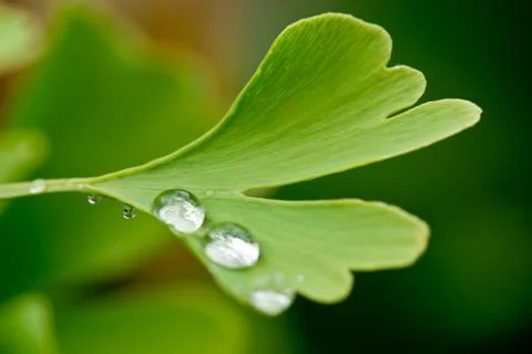 Ginkgo Stock Photos