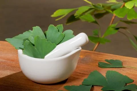 Ginkgo Foto stock