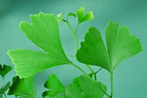 Ginkgo Foto stock