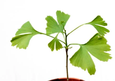 Ginkgo Stock Photos