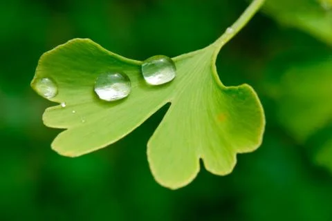 Ginkgo Stock Photos