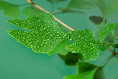 Ginkgo Stock Photos