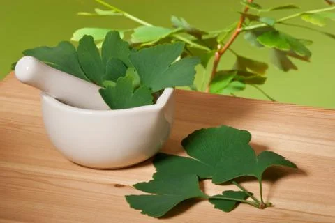 Ginkgo Stock Photos