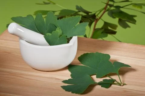 Ginkgo Stock Photos