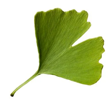 Ginkgo Foto stock