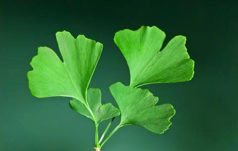 Ginkgo Stock Photos