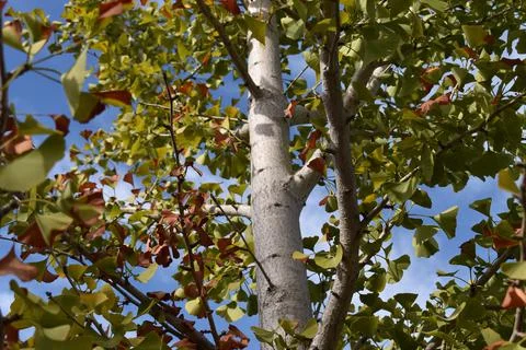 Ginkgo Tree 1 Stock Photos