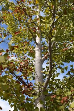 Ginkgo Tree 2 Foto stock