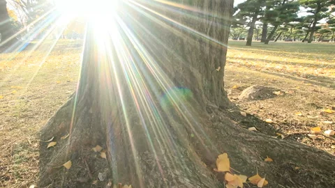 The Ginkgo Tree and the Dappled Sunlight Vídeo Stock 324947669