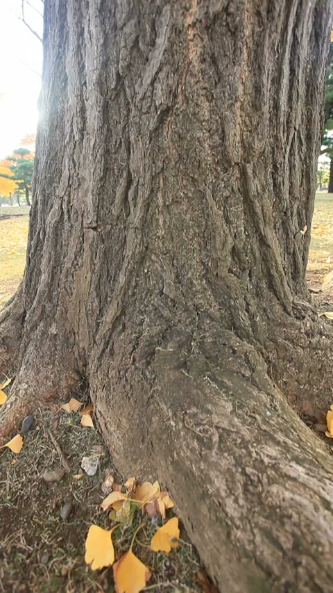 The Ginkgo Tree and the Dappled Sunlight Stock Footage 324947744