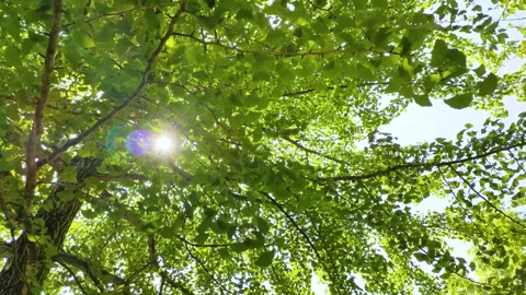 Ginkgo tree and sunlight filtering through the leaves, tohoku Japan Stock Footage 305359463
