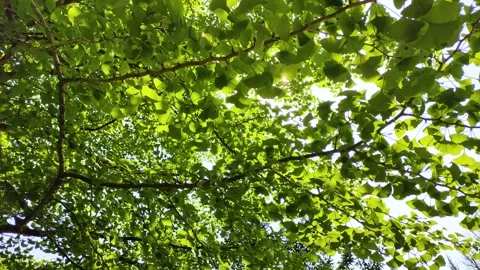Ginkgo tree and sunlight filtering through the leaves, tohoku Japan Stock-Footage 305963043