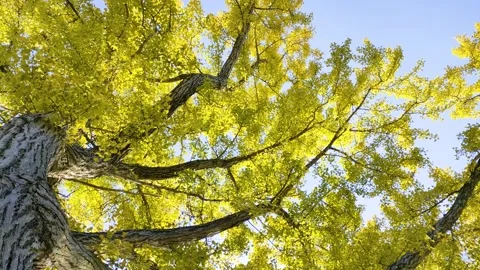 Ginkgo tree and sunlight reflected on the water surface Stock Footage 315920250
