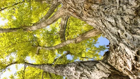 Ginkgo tree and sunlight reflected on the water surface Video stock 316505941