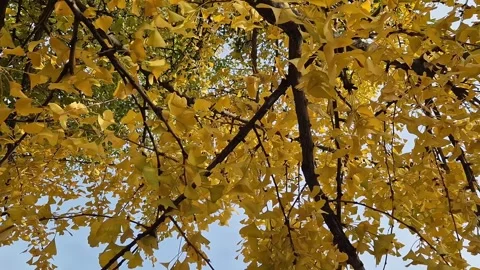 Ginkgo tree in autumn Stock Footage 255442159