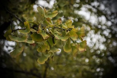 Ginkgo Tree Branch Stock Photos