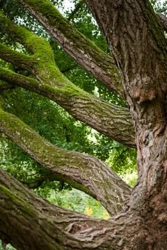 Ginkgo tree closeup Stock Photos