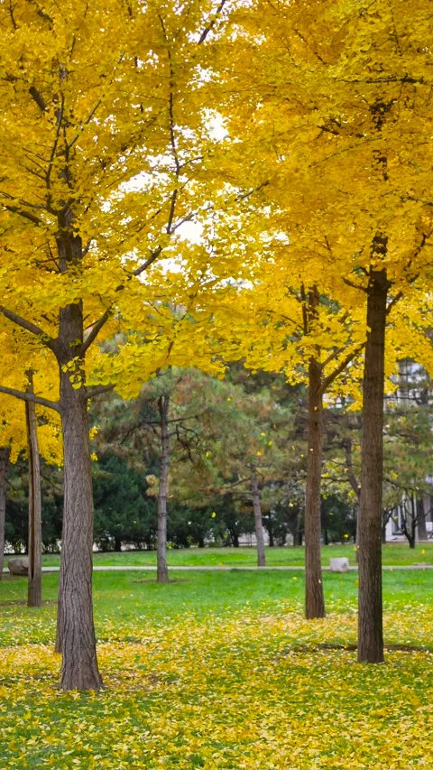 Ginkgo tree Stock-Footage 343807534