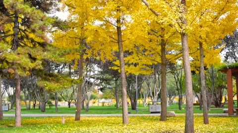 Ginkgo tree Video stock 343807535