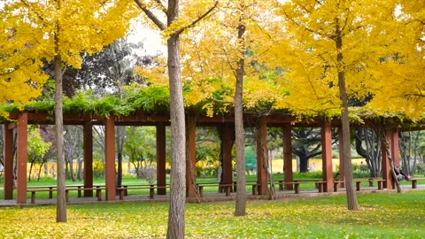 Ginkgo tree Видео 343807728