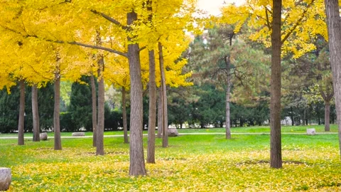 Ginkgo tree Видео 343807903