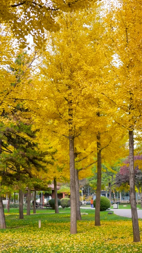 Ginkgo tree Stock-Footage 343807972