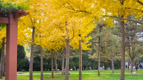 Ginkgo tree Видео 343808326