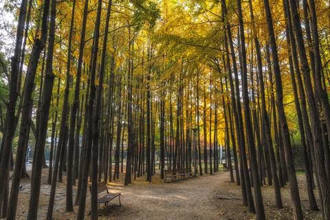 Ginkgo Tree Forest Stock Photos