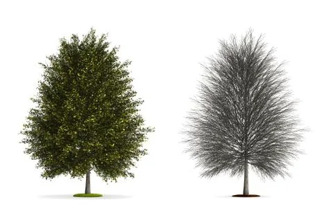 Ginkgo tree. Stock Illustration