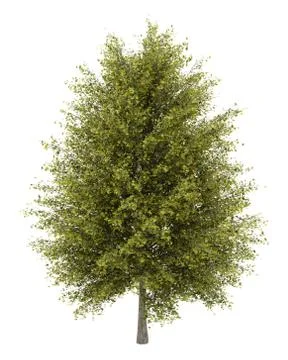 Ginkgo tree isolated on white background Stock Illustration