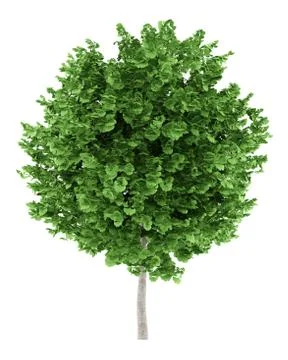 Ginkgo tree isolated on white background. 3d illustration Stock Illustration