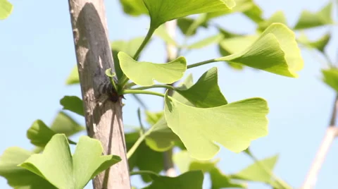Ginkgo Tree Leaves Stock Footage 40659278
