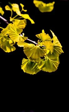 Ginkgo Tree Leaves Pattern Isolated on Black Background Close Up Photo Stock Photos