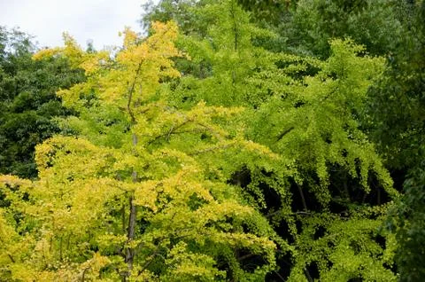 Ginkgo tree Stock Photos