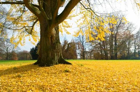 Ginkgo tree Stock Photos