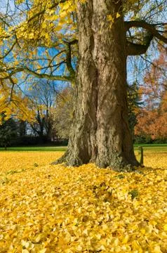 Ginkgo tree Stock Photos