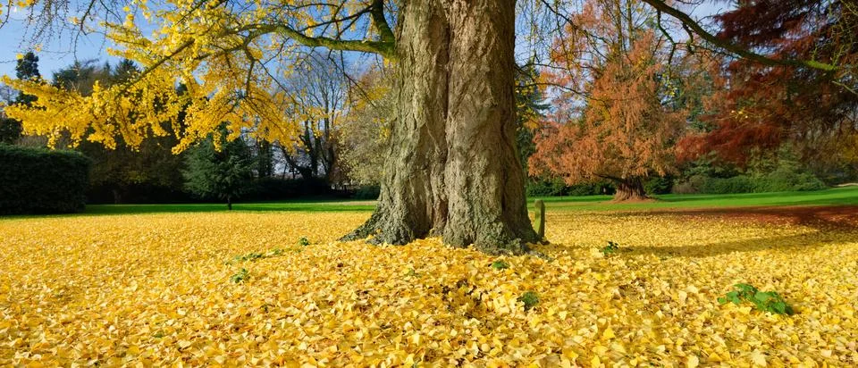 Ginkgo tree Stock Photos