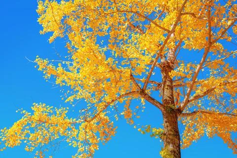 Ginkgo tree Stock Photos