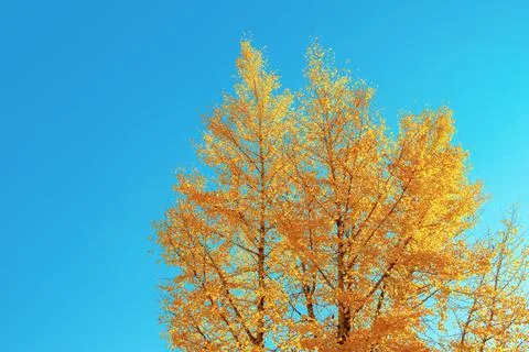 Ginkgo tree Stock Photos
