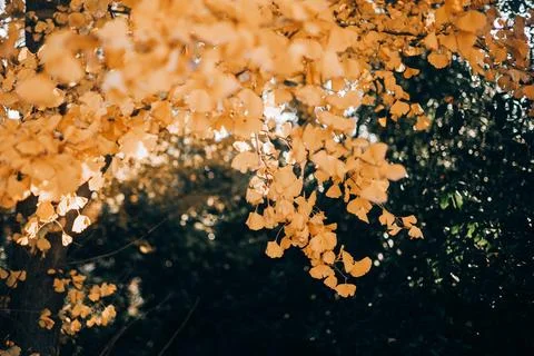Ginkgo tree Stock Photos
