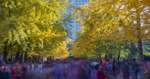 Ginkgo tree population 4K Stock Footage 115222299