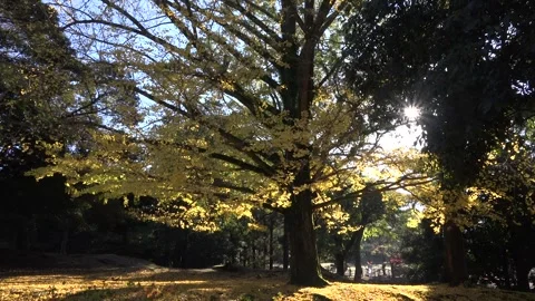 Ginkgo Trees of Nara Park Stock Footage 332757761