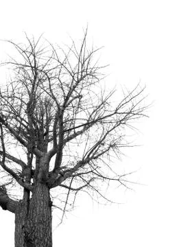 Ginkgo in winter Foto stock
